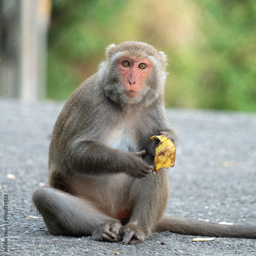 Naklejka premium Formosan macaque, Formosan rock monkey also named Taiwanese macaque in the wild.