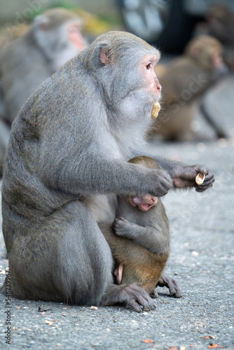 Formosan macaque, Formosan rock monkey also named Taiwanese macaque in the wild. © RomixImage