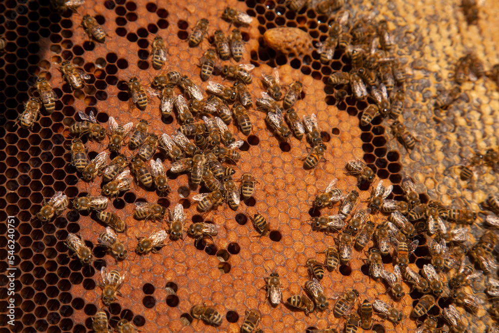 Open hive showing the bees swarming on a honeycomb and big cell with young bee queen..