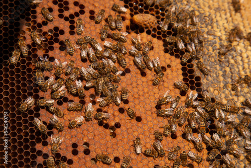 Open hive showing the bees swarming on a honeycomb and big cell with young bee queen..