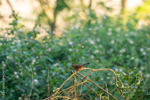 Rusty-cheeked scimitar babbler or Pomatorhinus erythrogenys bird peched on branch at dhikala jim corbett national park uttarakhand india asia photo