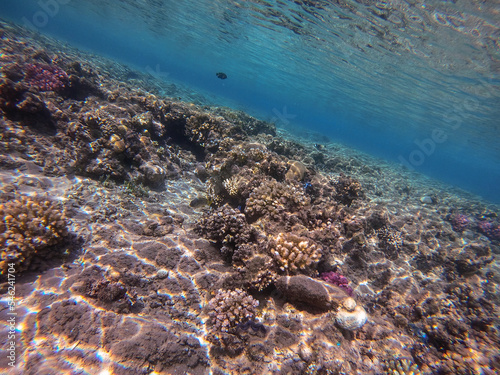 Fototapeta Naklejka Na Ścianę i Meble -  Blackspotted rubberlip fish or plectorhinchus gaterinus at coral reef..