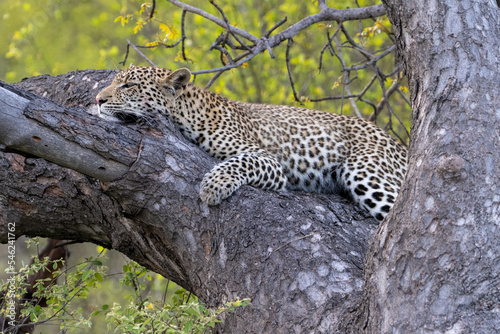 A young leopard  Panthera pardus  in woodland in the Timbavati  South Africa