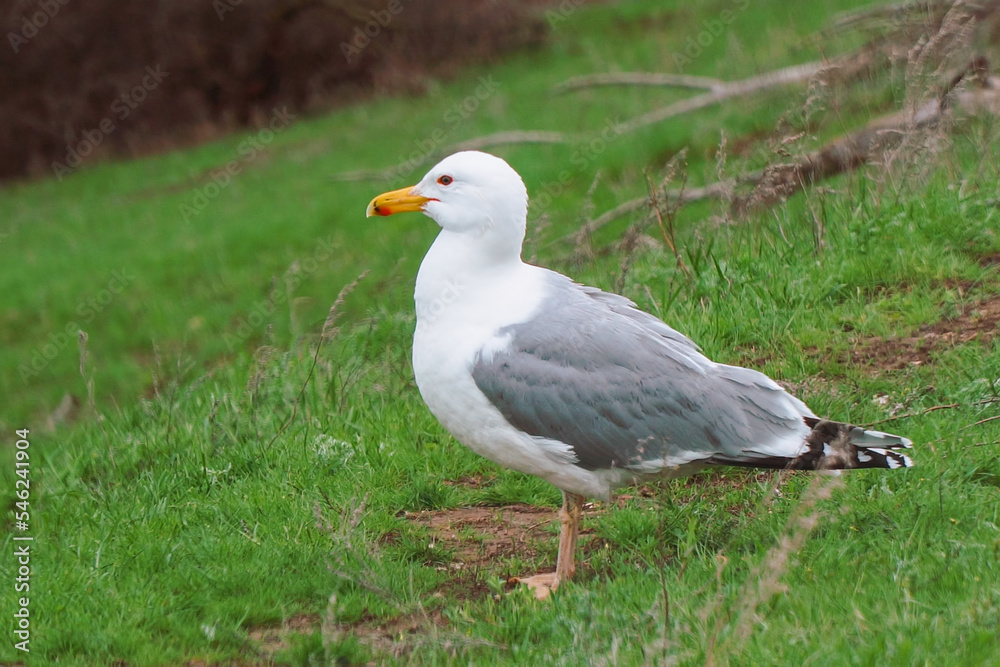 Yellow-legged gulls stand on the road and clean wings and feathers. Larus michahellis