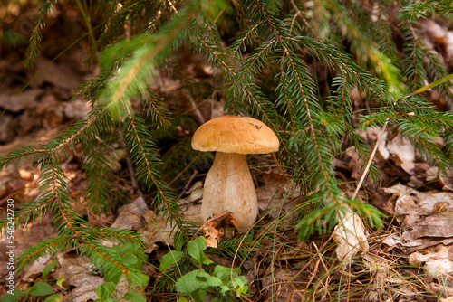 Porcini mushroom growing in pine tree forest at autumn season.. © kostik2photo