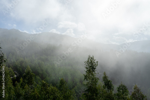 Eucalyptus forest landscape foggy day