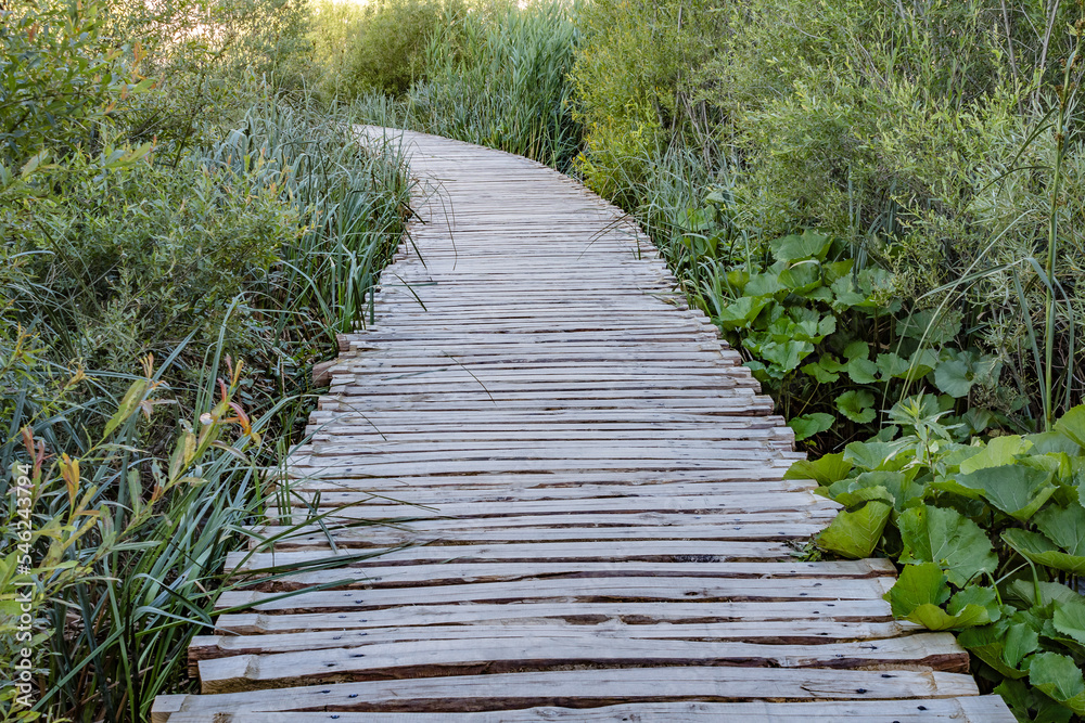 Wooden footpath over a small lake with bulrush in The Plitvice Lakes National Park in Croatia Europe. Wooden footpath over a small lake with bulrush in The Plitvice Lakes National Park in Croatia Europe.