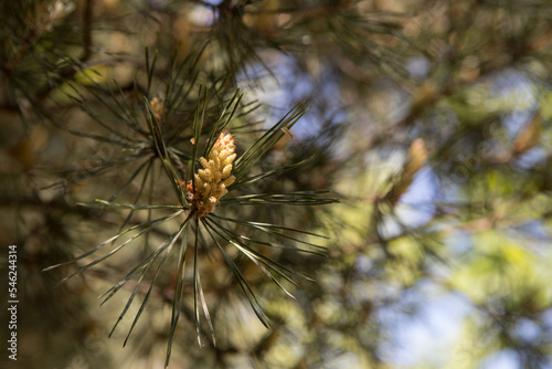 Seeds of coniferous trees against the sky
