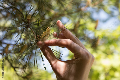 Hand holds a sprig of coniferous tree