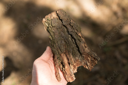 Hand holds a piece of bark
