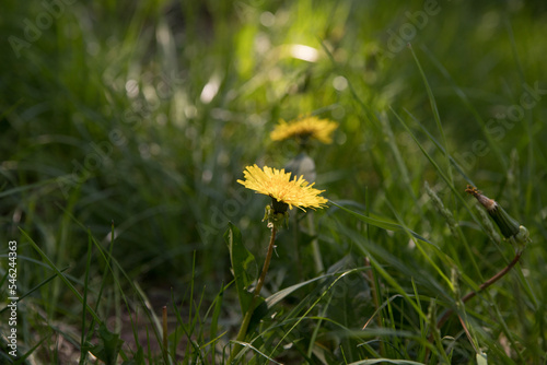 Yellow dandelion on the grass