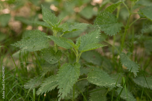 Ripe nettle in the forest