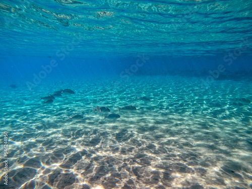 Shoal of Sargos or White Seabream swimming at the coral reef in the Red Sea  Egypt..