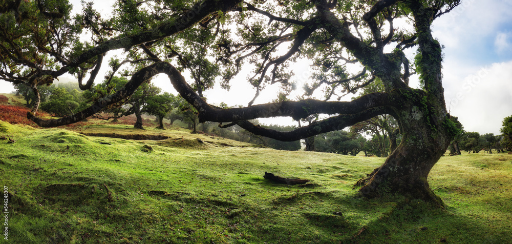 Madeira island - Old cedar tree in Fanal forest - Portugal Madeira island - Old cedar tree in Fanal forest - Portugal