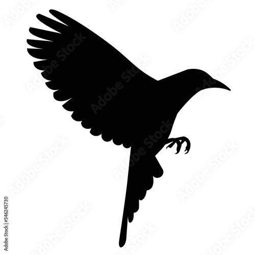 Isolated silhouette of oriole takes off flapping its wings