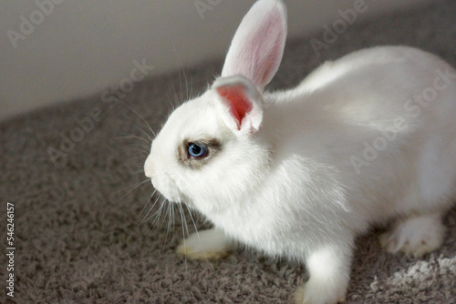 white rabbit profile