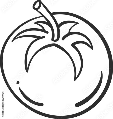 Sketch tomato vegetable icon vector illustration. Black line contour sketch vegetable icon on white background for restaurant menu vintage design