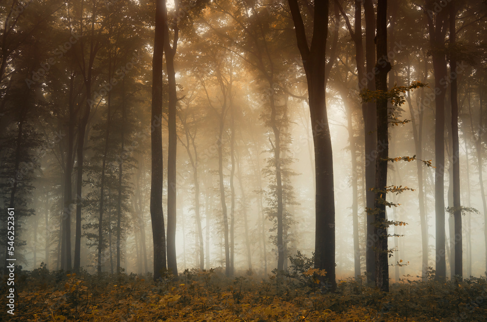 colorful autumn woods in fog
