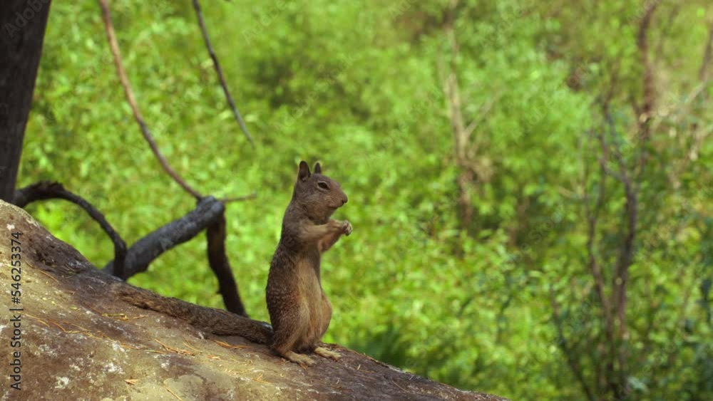 Squirrel in Yosemite Valley, California, USA Squirrel in Yosemite Valley, California, USA