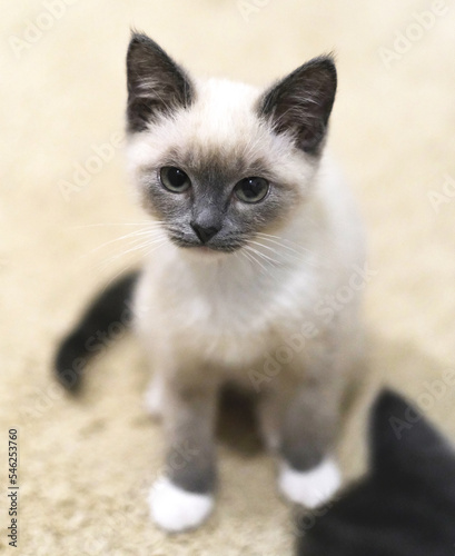 A small Siamese kitten sits on a bright floor.