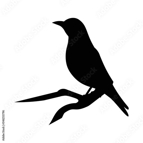 ilhouette of a golden oriole bird standing on a branch and singing