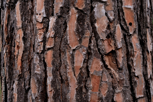 Tree bark brown orange texture close up, natural background