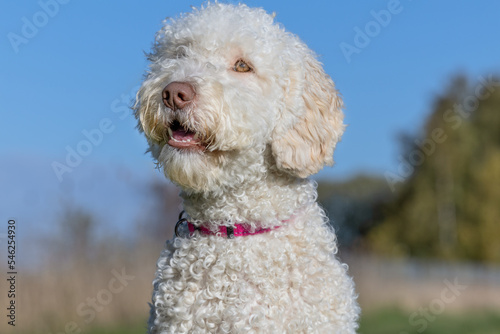 portrait of a dog