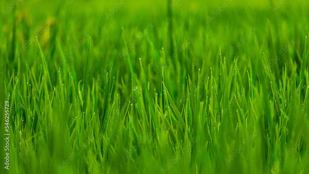 Fresh green grass with dew drops. Soft Focus Fresh green grass with dew drops. Soft Focus