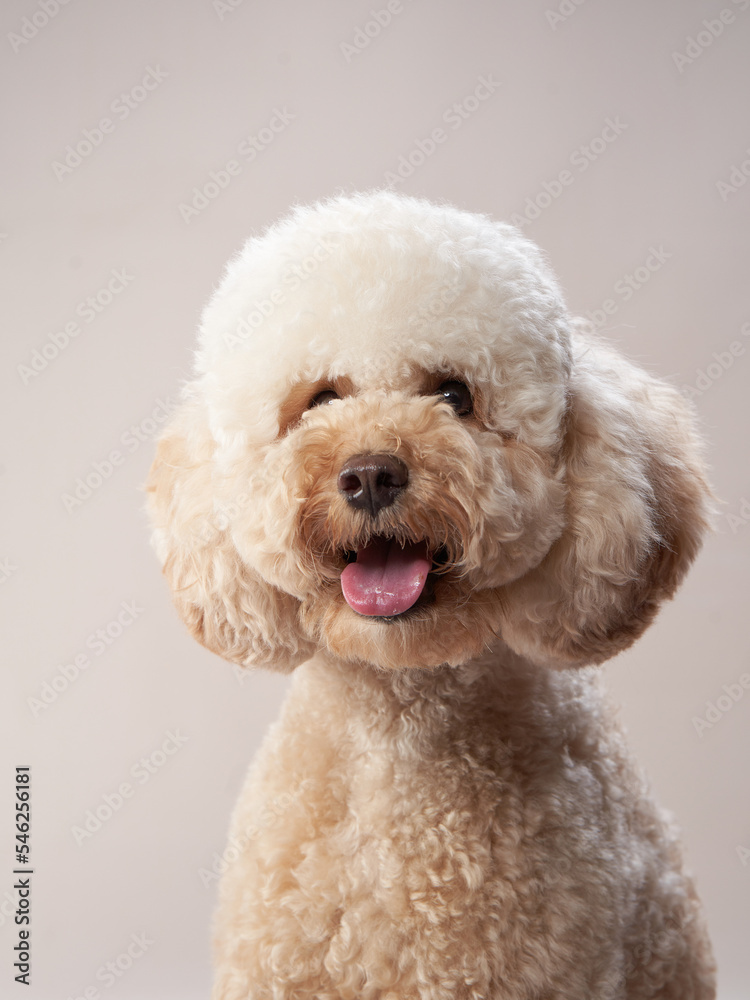 curly little poodle on a beige background. Portrait of a happy pet in the studio curly little poodle on a beige background. Portrait of a happy pet in the studio