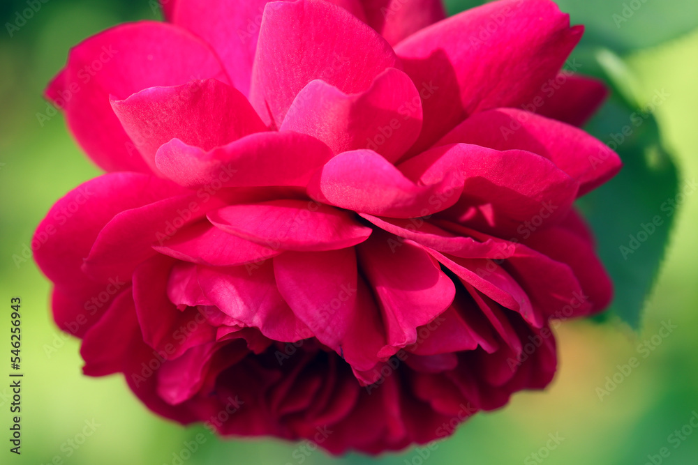 Wine red big rose flowerhead. Close up macro photography.