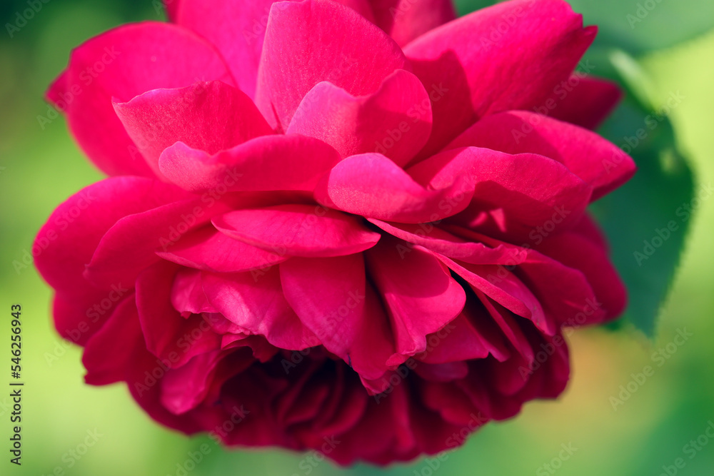 Wine red big rose flowerhead. Close up macro photography. Wine red big rose flowerhead. Close up macro photography.
