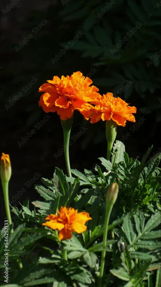 Slow zooming-in shot of bright orange flowers swaying gently in the breeze, vertical footage Slow zooming-in shot of bright orange flowers swaying gently in the breeze, vertical footage