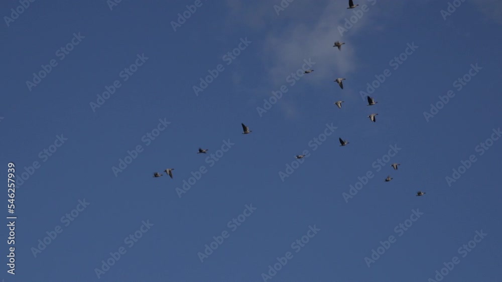 Geese flying in formation in the winter sky of England. Bird flu has been killing thousands of birds in the UK including geese 4K Geese flying in formation in the winter sky of England. Bird flu has been killing thousands of birds in the UK including geese 4K