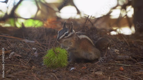 Squirrel eating chestnut in Sequoia NP, California, USA