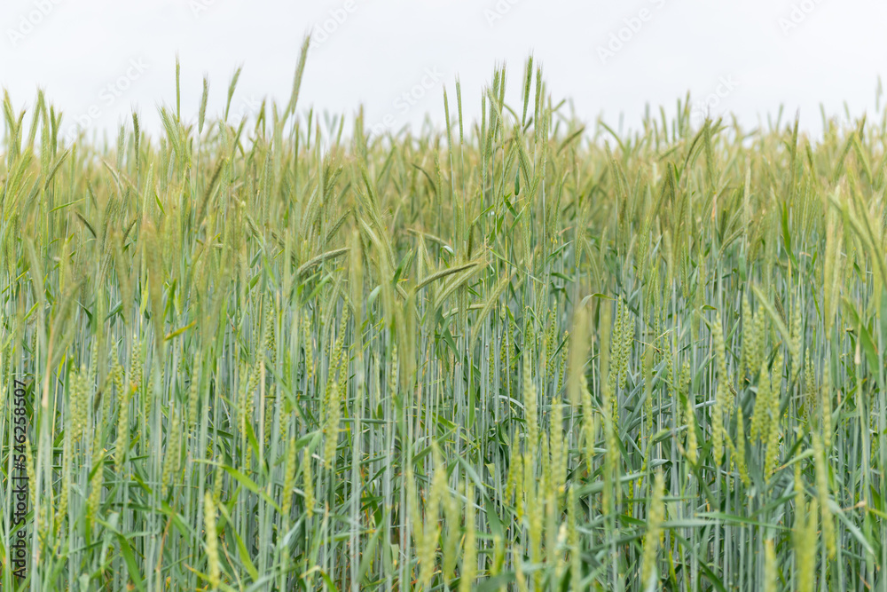 green wheat field green wheat field