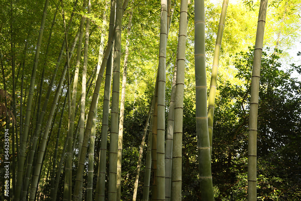 Beautiful green bamboo plants growing in forest Beautiful green bamboo plants growing in forest