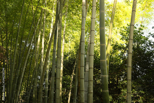 Beautiful green bamboo plants growing in forest