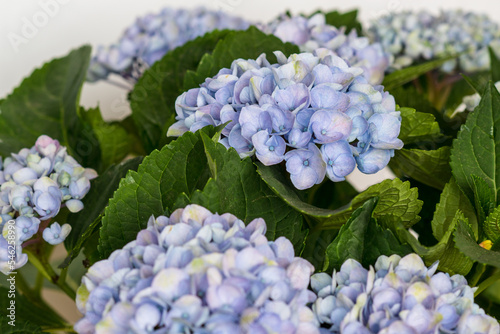 Blue hydrangea flowers, soft focus