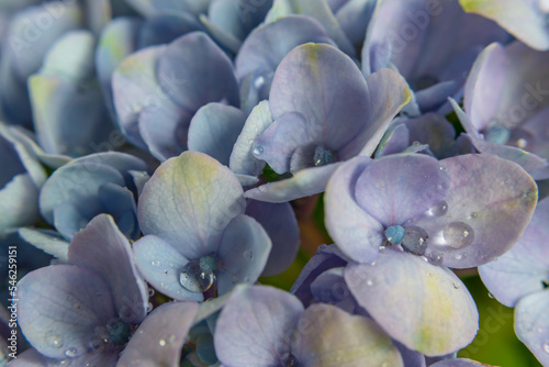 Blue hydrangea flowers, soft focus