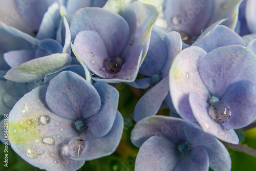 Blue hydrangea flowers, soft focus