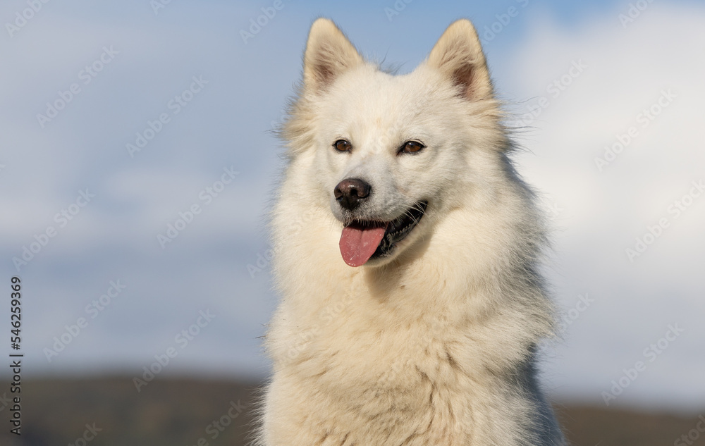 Fototapeta premium portrait of a white dog