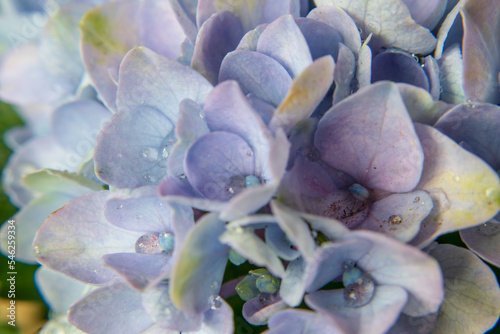 Blue hydrangea flowers, soft focus