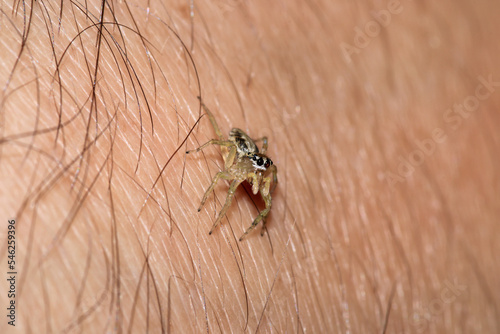 little jumping spider macro photo