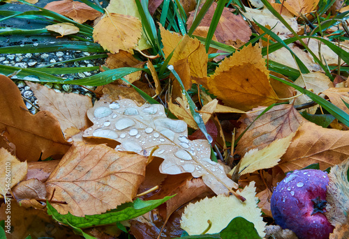 Oak leaves spread across the ground like an autumn carpet.