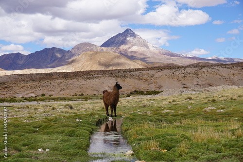 Bolivians mountains