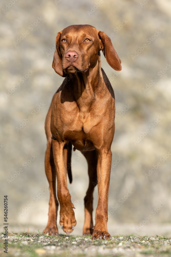 Hungarian Vizla outdoor