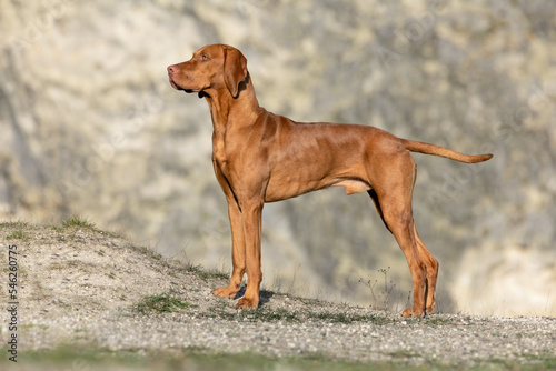 Hungarian Vizla outdoor