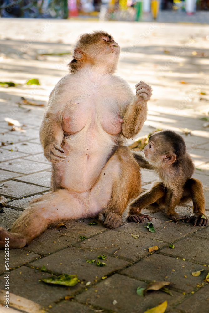 Naklejka premium A mother capuchin monkey eating a leaf with her infant monkey in Puerto Misahuallí in Ecuador