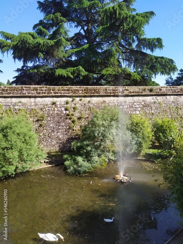 Estanque parque Taconera de Pamplona con cisnes photo