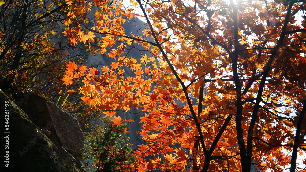 The autumn leaves and nature of Bukhansan Mountain are beautiful. The autumn leaves and nature of Bukhansan Mountain are beautiful.